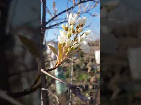 filmare primavara cu afini canadieni de 3 ani pe rod si de 4 ani plantați