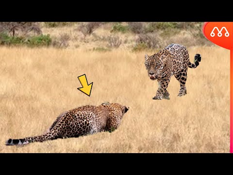 WHEN THE LEOPARD MEETS THE JAGUAR