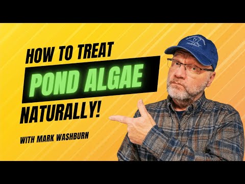 Do This To Control Your Pond Algae Naturally