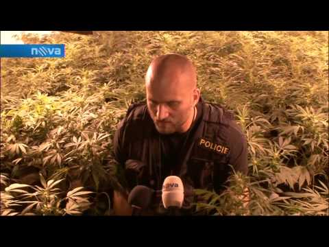 Vietnamska pestirna marihuany