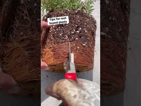 Easy Fix for Root Bound Plants #gardening #containergardening