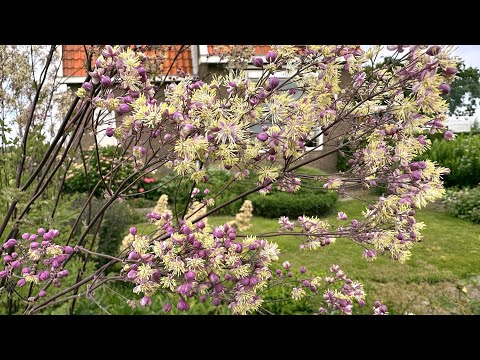 Thalictrum 'Anne' (meadow-rue) - FarmerGracy.co.uk