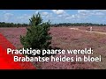 Brabantse heides staan volop in bloei en kleuren paars