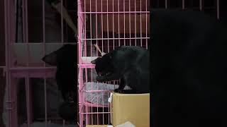 [情報/認養] 可穩重可幼稚的黑貓 x2