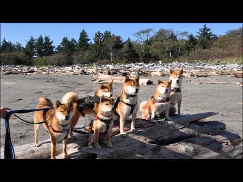 六柴海邊家族聚會(原發表者:gowell)(影片)