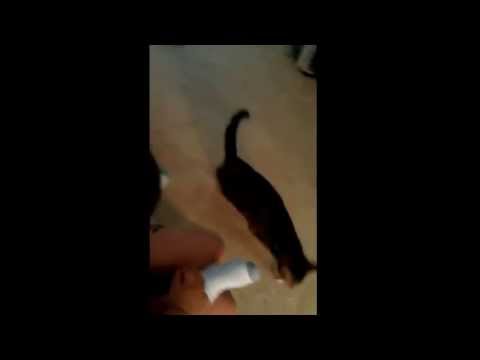 Krishi excited seeing kitties