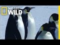 Emperor Penguin Migration | Deep Blue
