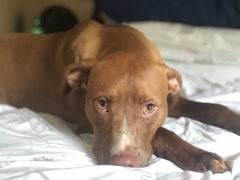 Soraya - THE SWEETEST PRINCESS