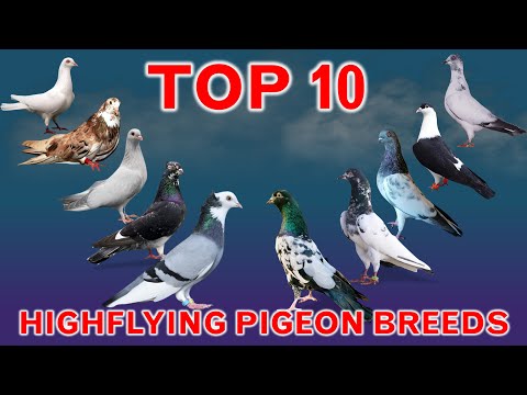 Top 10 Best Highflying Pigeon Breeds in the World