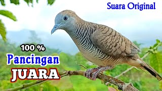 Download lagu Pancingan Suara Burung Perkutut Pikat Gacor 100% Paling Ampuh mp3