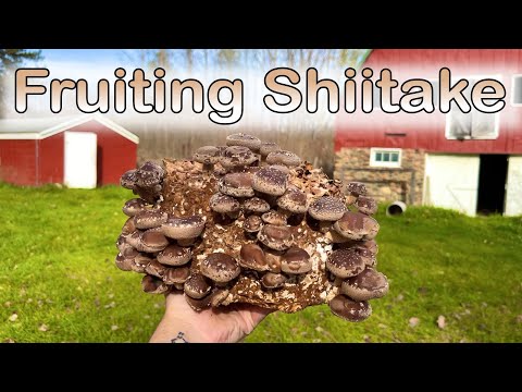 How to Fruit a Shiitake Mushroom Block