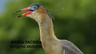 Miniatura do vídeo