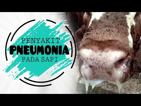 gejala penyakit papillomatosis pada sapi)