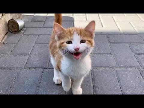Le système de distribution des chats errants vous choisit des vidéos drôles de chats 2025
