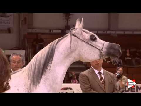 N.75 NA LILIARA - Wels 2015 - Mares 11 years old and older (Class 10)