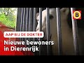 IJsberen verhuizen naar Dierenrijk | Komt een aap bij de dokter | Omroep Brabant