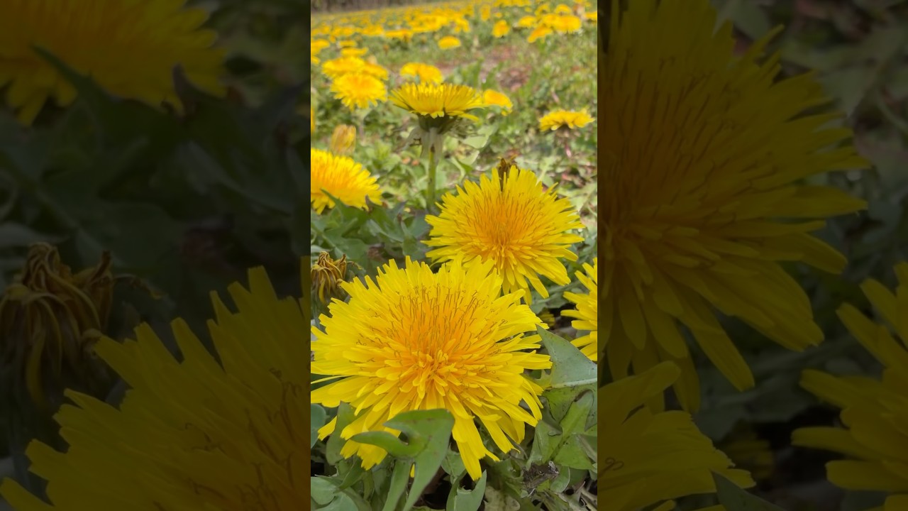 タンポポ大爆発😆秘密基地