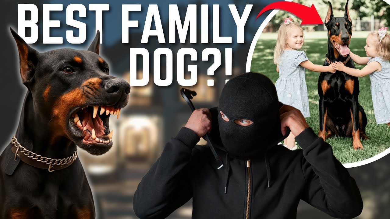 The Only REAL Protection Dog Is Also the BEST Family Dog!