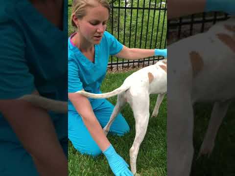 How To Express Your Dog's Anal Glands