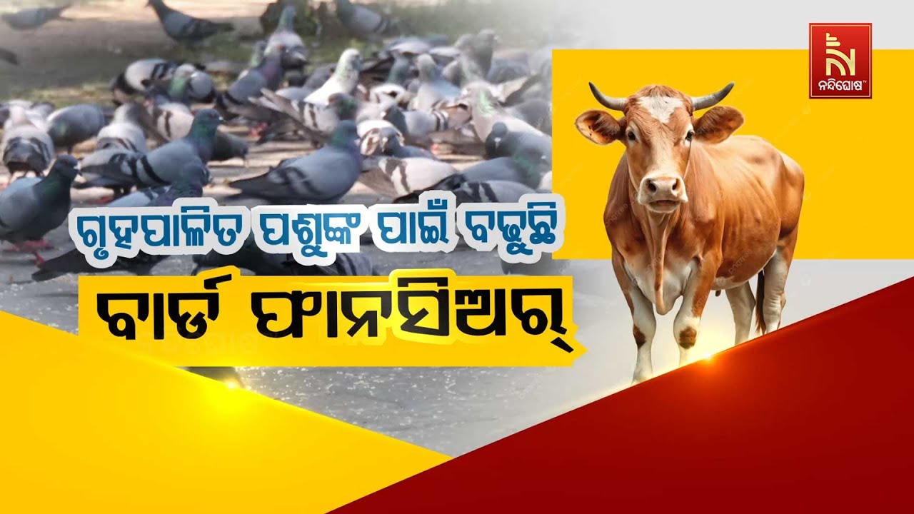 Bird Fancier's Lung Disease On Rise for Pet Animals | ଗୃହପାଳିତ ପଶୁଙ୍କ ପାଇଁ ବଢ଼ୁଛି ବାର?