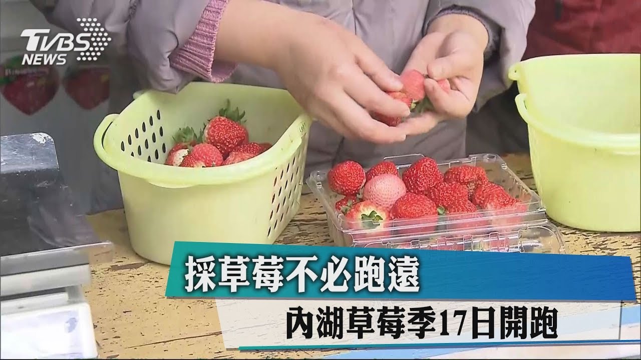 採草莓不必跑遠　內湖草莓季17日開跑