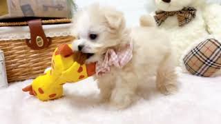 ハーフ犬の動画01