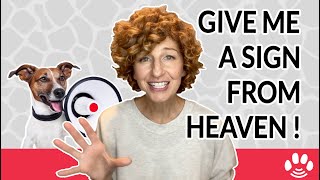 3 Signs of Hello from Your Pet in Heaven | Animal Afterlife