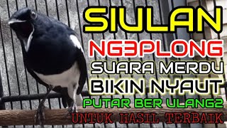 Download lagu SIULAN KACER NGEPLONG SUARA MERDU BIKIN KACER MACE... mp3
