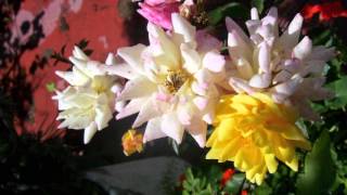 TOM JONES..HONEY !! ..HONEY!! octubre 21, 2015 by j.j caldara