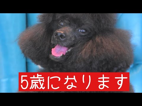 【兄からのプレゼント飛騨の旅】#トイプードル生活#宇野昌磨#宇野樹#Uno1ワンチャンネル#フィギュアスケート