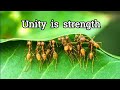 Unity Is Strength Unity Is The Power Power Of Unity Sohm MOTIVE Ushat Kanhar