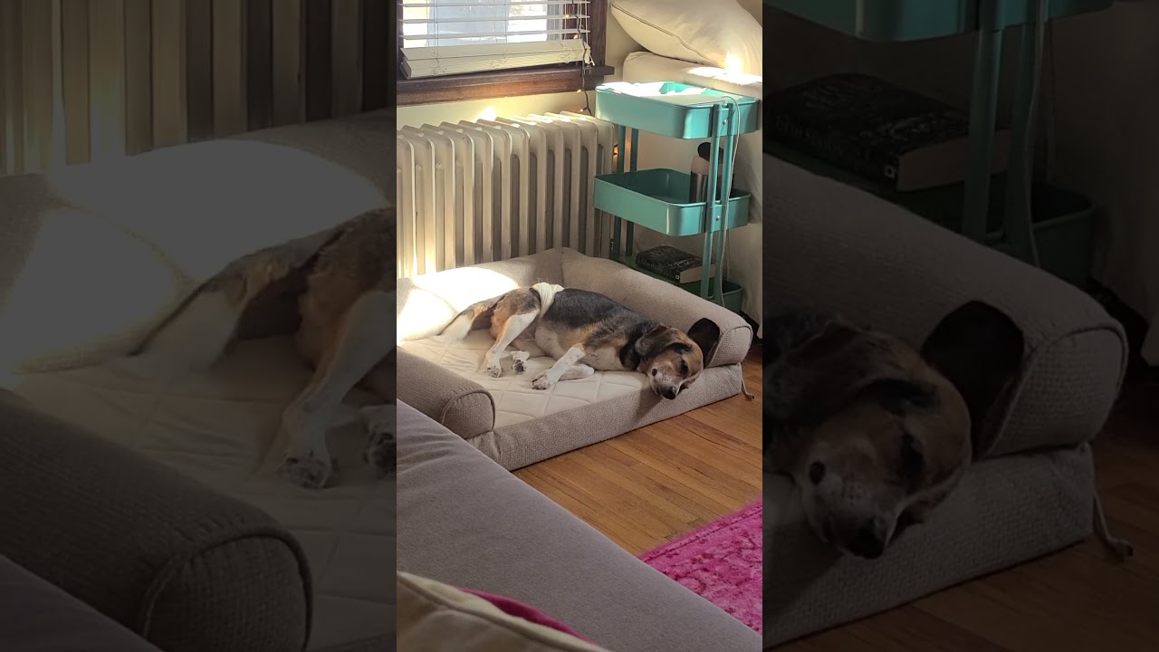 Enlarge Pepper, a Adoptable Beagle in Saint Cloud, MN video 4/4