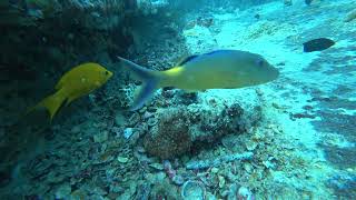 Download lagu Thistlegorm 1941 mp3 Download lagu Thistlegorm 1941 mp3