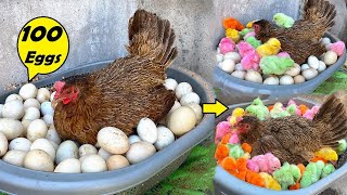 Can a Broody hen Hatched 100 Egg to chicks ? / Experiment