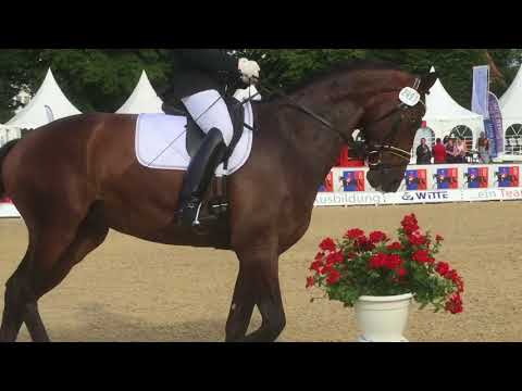 Fürst Fidelio BuCha Quali