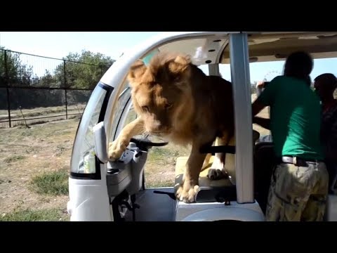 Une Sélection De Vidéos Les Plus Incroyables De Lions