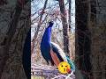 Mor Ki Avaj Mor Mor Sound Peacock