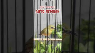 Download lagu pleci nembak wit wit kenari mantenan geter geter cocok buat masteran#kicaumania #plecimania #dakun mp3
