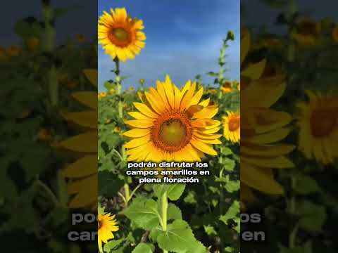 #portuguesa celebrará del 9 al 11 de enero la segunda Feria del #girasol en #santarosalia