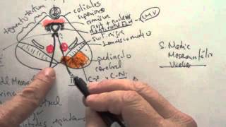 Síndromes del tronco cerebral. Mesencéfalo