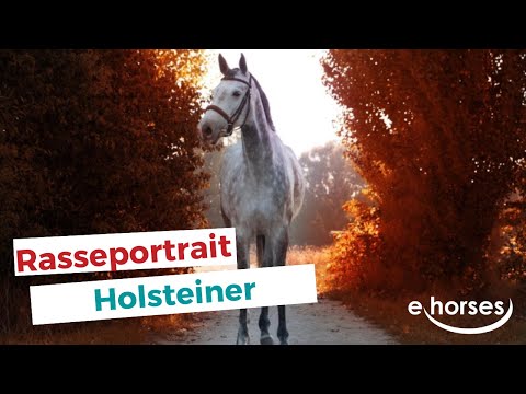 Der Holsteiner im Rasseportrait