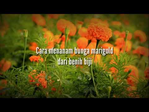 , title : 'Cara menanam bunga marigold dari benih... ✔🌱'
