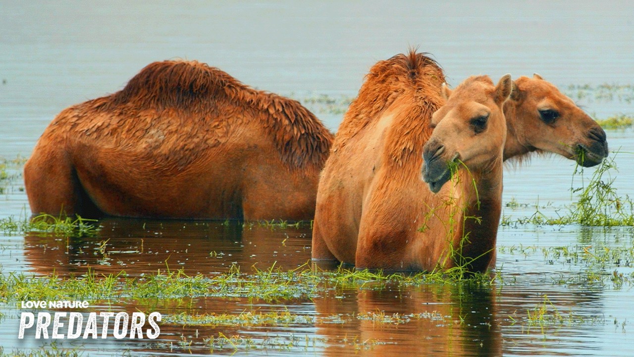 The World's Most Diverse Oasis | Arabian Inferno 101+102+105