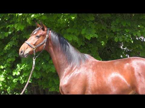 Keks - 2jähriger Trakehner Wallach von Sky Walker - Stradivari - Inschallah AA