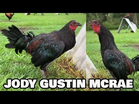 Nice Black McRae Kelso Grey - Jody Gustin Farm Visit