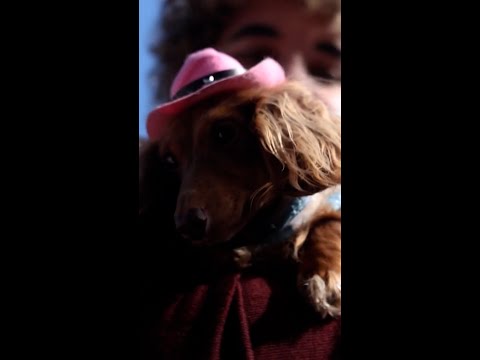 Dachshunds steal the show during Paris Fashion Week