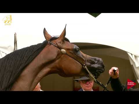 N.175 MISS MARWAN PA - Bruges 2018 Int B - 7-9 Years Old and Older Mares (Class 114)