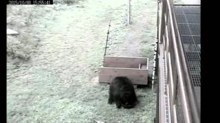 Honey Has Her  Dinner  10/8/15