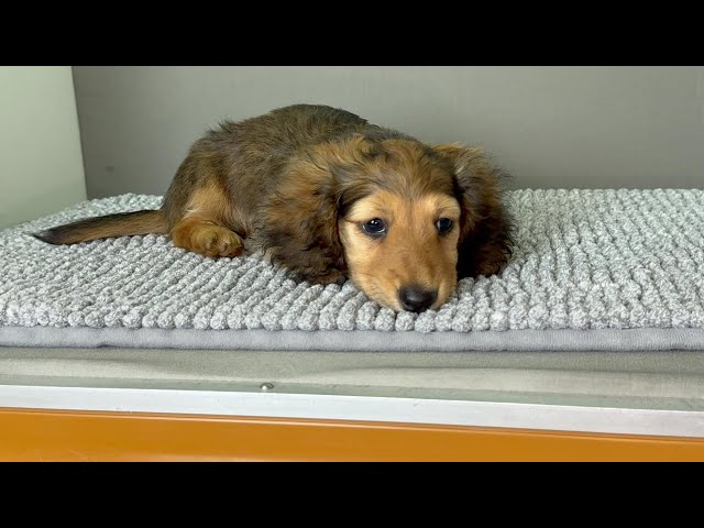 (子犬) 犬種：ダックスフンド・ミニチュア・ロング 男の子 ブリーダー マロニエケンネル　MARRONNIER KENNEL k4084の画像