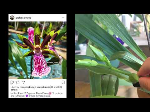 September 2018 Orchid Update, New Blooms, New Growth